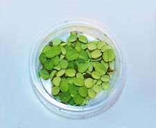 BÜSCHELFARN Aquarienpflanze