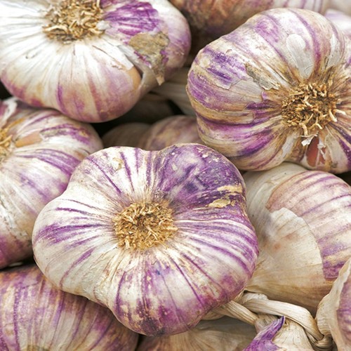 Winterknoblauch knoblauch - winterknoblauch,