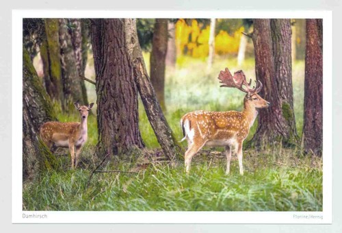 Postkarte damhirsch - 1,