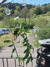 Dendrobium friedricksianum –