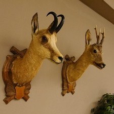 Rehbock + Gams Kopf 2 er Set