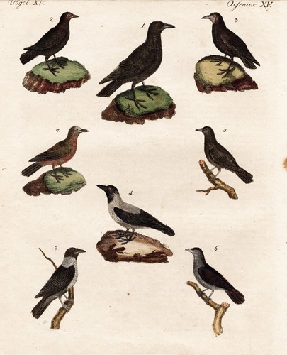 Vogel vögel saatkrähen - vogel,