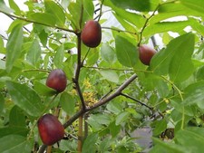 Ziziphus jujuba, chinesische Dattel, 40-50cm, Jujube