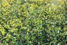 Ilex meserveae heckenstar - meserveae, 'heckenstar'