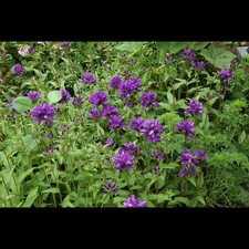 Campanula glomerata 'Superba' - Garten-Knäuel-Glockenblume 'Superba' - 9cm Topf 