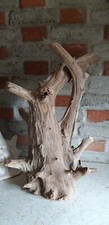Teak Wurzelholz Skulptur Asia