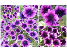 Petunie samtige 2farbig Lila-Lila hängend kompakt wachsend Lichtkeimer Samen