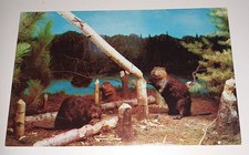 Taxidermy Tier Präperat Biber Underground Forest  Michigan Ak Postkarte USA