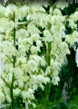  Palmlilie Yucca 3 STK