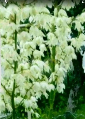 Palmlilie yucca stk - yucca,