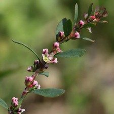 Polygonum aviculare 100 - , samen