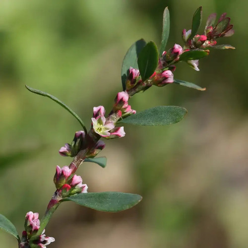 Polygonum aviculare 100 - , samen