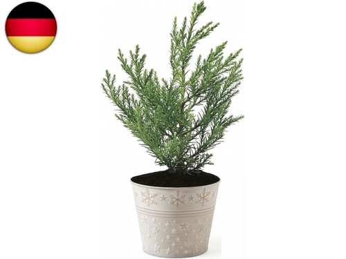 Seedeo geschenk edition - geschenk-edition, baum