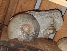 Fossilien, England , Sammlung, Stufe,Ammoniten