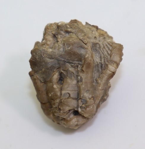 Crinoide encrinus - crinoide,,