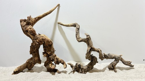 Flusswurzel ähnlich mangrove - flusswurzel,