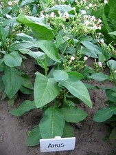 Tabaksamen Ahus Samen