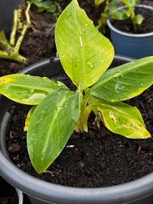 1 x Musa Bananen Pflanze ca