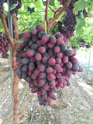 Weinrebe tafeltraube - weinrebe,