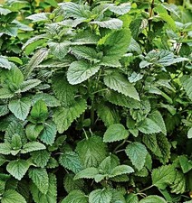 Samen Zitronenmelisse, Melissa officinalis, Gewürz-, Heilpflanze, lecker als Tee