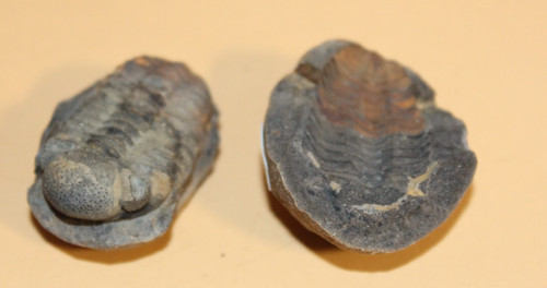 Viaphacops orurensis