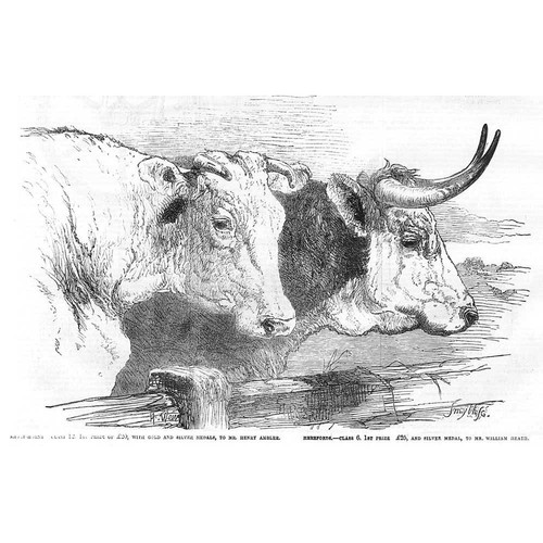 Prize cattle shorthorn - shorthorn, cow