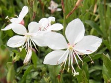 Staude Prachtkerze Gaura lindheimerii "Whirling Butterfly" P0,5