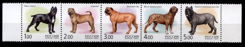 Cane corso shar pei mastino - corso,, shar-pei,