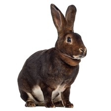 Fensterbild Osterhase I beidseitig I selbsthaftend wiederverwendbar I dv_1408