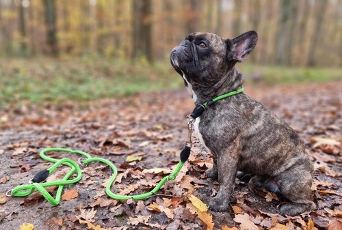 Martingal hundehalsband mit - martingal,