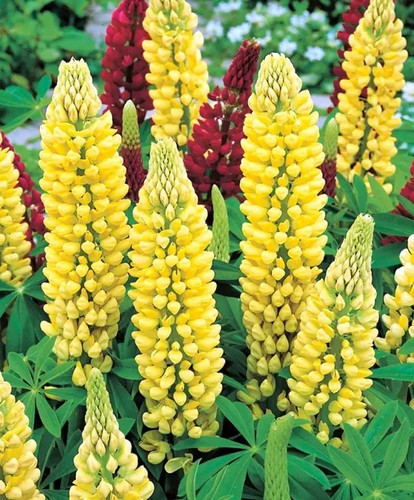 Samen lupine gelb - 15,