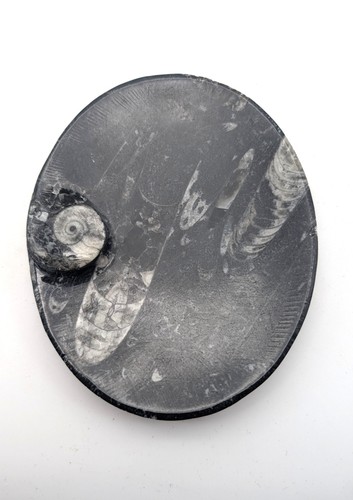 Sm0168 orthoceras - sm0168,