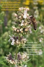 Echte Katzenminze, Nepeta