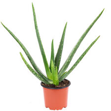 Aloe vera – luftreinigende &