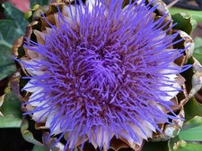 Distel, Mariendistel, Silybum