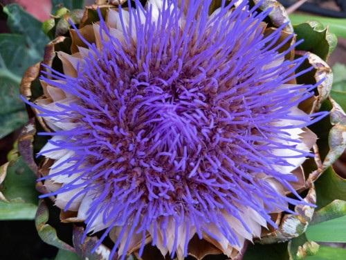 Distel mariendistel silybum - mariendistel,,
