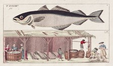 Köhler Pollachius fishing