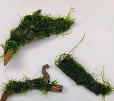 Javamoos auf Wurzel 🌿 Garnelenwiese Aquarium Pflanze aufgebunden MOOS Holz Deko