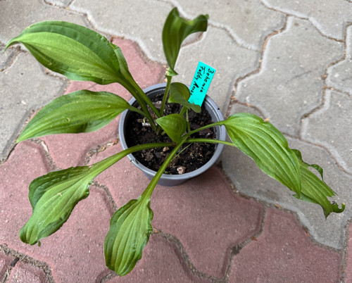 Hosta bohemia fatty - bohemia,