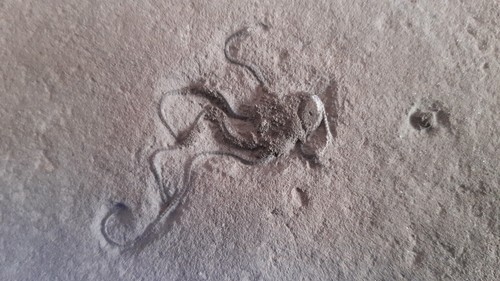 Fossil schlangenstern brittle - ,