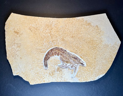 Garnele antrimpos speciosus - garnele,