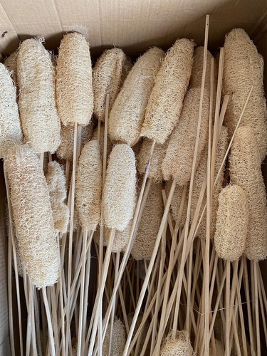 Luffa schwamm dekoration groß - schwamm,
