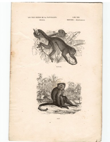 Antike lithographie grafik - lithographie, 19