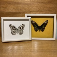 2x Bild Schaukasten Schmetterlinge Falter Schmetterlingsbild vintage antik alt 