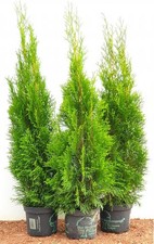 Thuja occidentalis smaragd - occidentalis, 'smaragd'