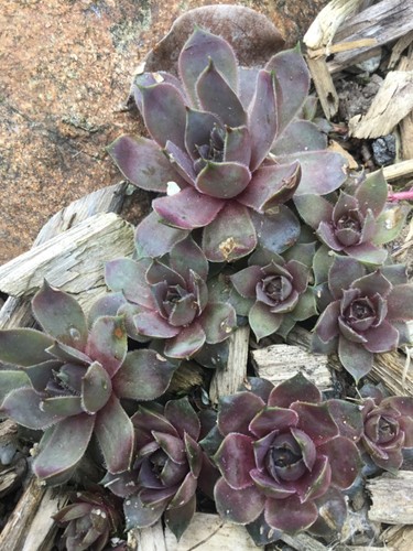 Hauswurz sempervivum andinn - hauswurz,