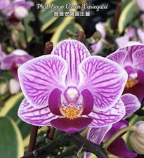 Phal sogo vivien variegata - phal.,
