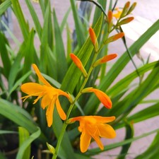 @ (◕‿◕)\@ Crocosmia "