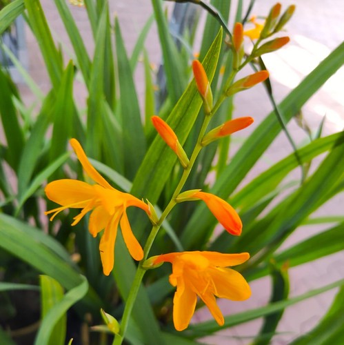 Crocosmia - , "