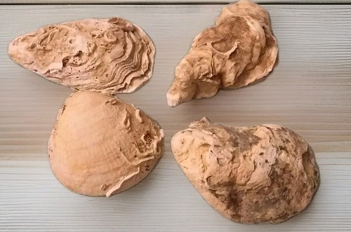 Konvolut fossilien und - konvolut,